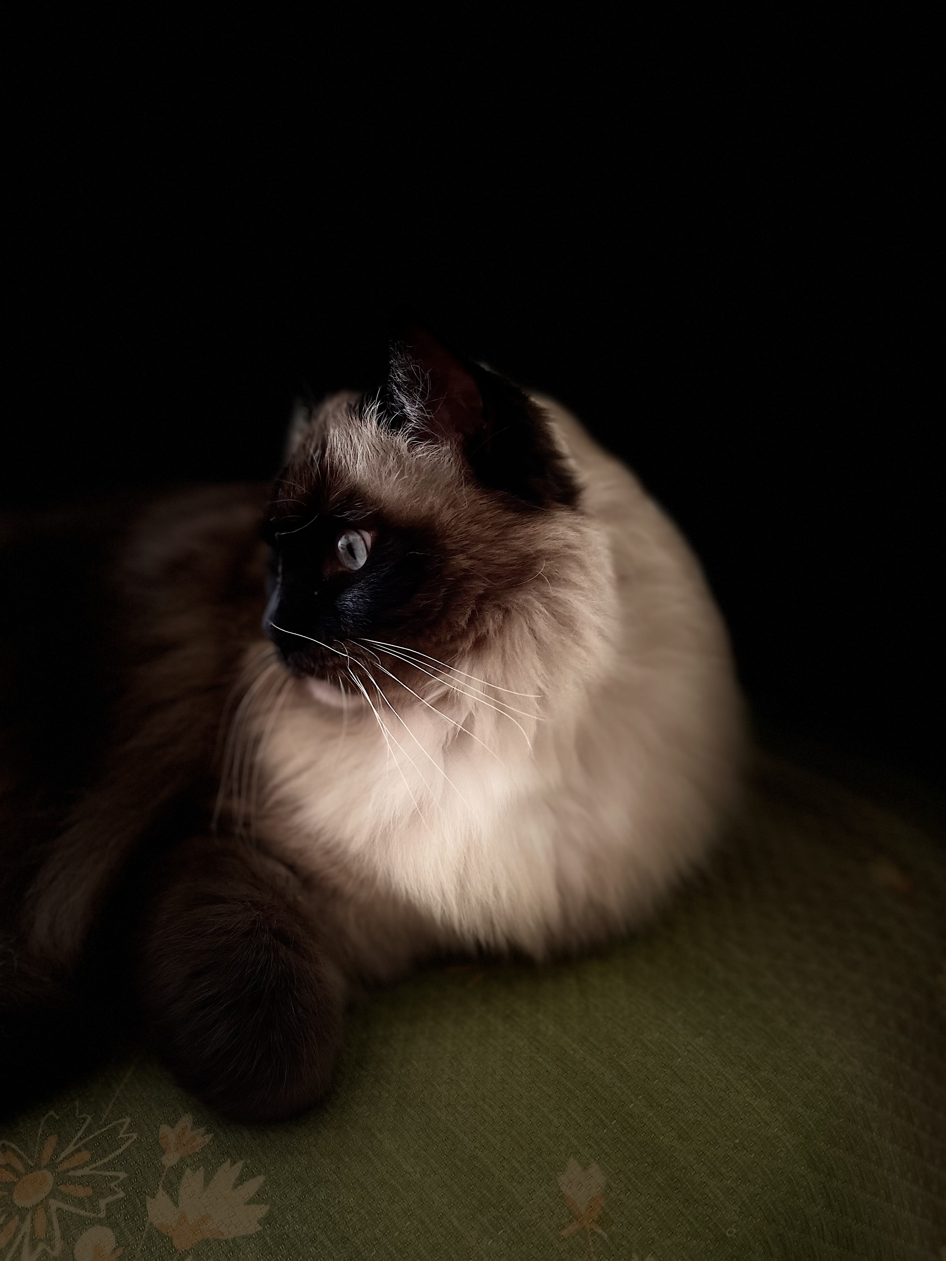 Racconti di vita con il nostro gattino